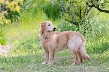 ゴールデンレトリバー子犬