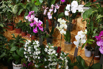 Assortment of beautiful flowers at floral shop