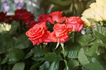 Fresh roses at floral shop, closeup