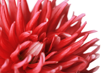 Beautiful red dahlia flower, closeup