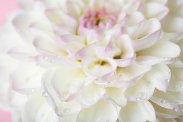 Beautiful white dahlia flower, closeup