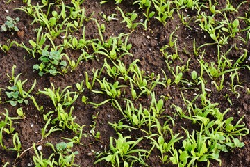 Obraz premium 家庭菜園・ホウレンソウの発芽