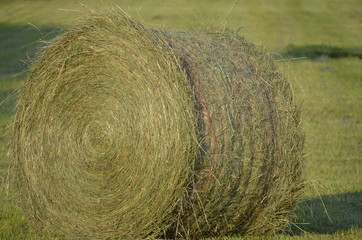 Freshly cut pastures of hay rolled and baled