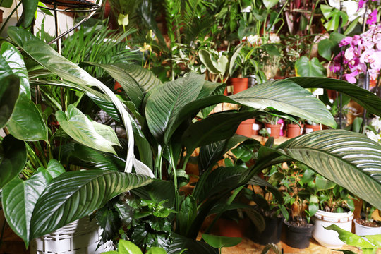 Fototapeta Plant with big green leaves, closeup