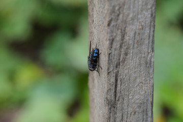 Large black fly on a blackboard. Insect Diptera