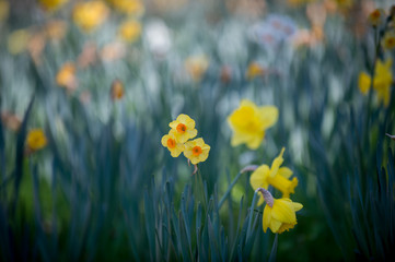 Daffodils