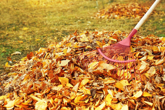 Fan rake and pile of fallen leaves in autumn park, close up view