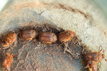 Melolontha east on the ground