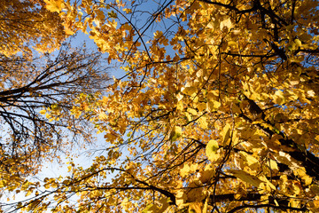 Yellow Autumn Trees and Leaves