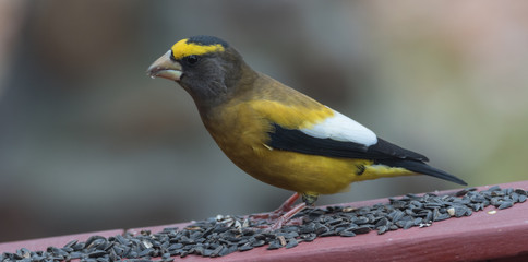 Yellow branded Evening Grosbeaks (Coccothraustes vespertinus)  on a deck having seed lunch. Heavyset finch in northern coniferous forests, adds splash of color to winter bird feeders every few years.