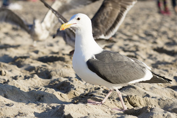 The bird is on the beach. Portrait of large gull is on the background of the sandy beach.