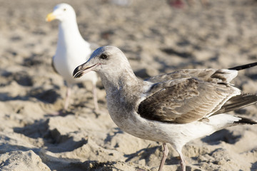 The bird is on the beach. Portrait of large gull is on the background of the sandy beach.