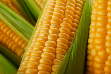Fresh sweet corn, close up