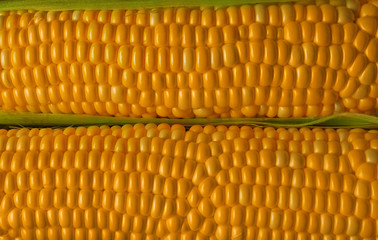 Fresh sweet corn, closeup