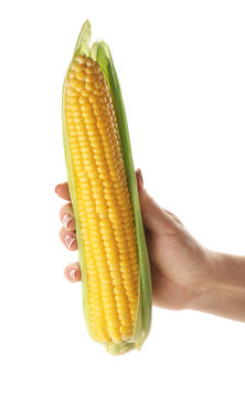 Female hand holding fresh corn on white background