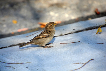 Sparrow