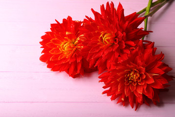 Beautiful red dahlia flowers on pink wooden background