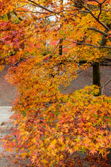 綺麗な色に色づく境内の紅葉