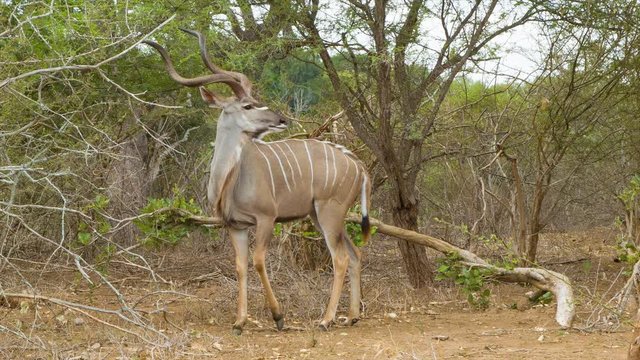 Strong Kudu Alpha Male Antelope Close-up in its Natural Habitat of South Africa's Kruger National Park