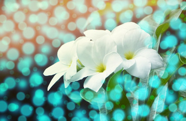 colorful bokeh with flower background