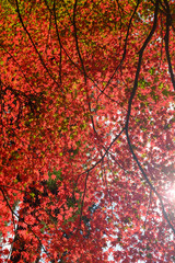 日光を背に真っ赤に染まる紅葉