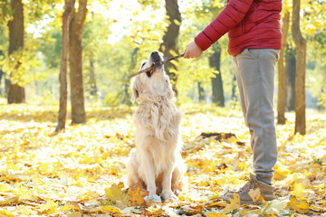 Man training his dog in beautiful autumn park