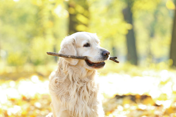 Funny labrador retriever with stick in beautiful autumn park on sunny day