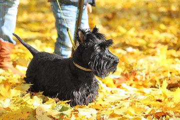 Funny scotch terrier with owner in beautiful autumn park on sunny day