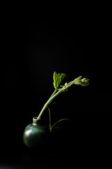 Shooting leaves with pumpkin on black background.