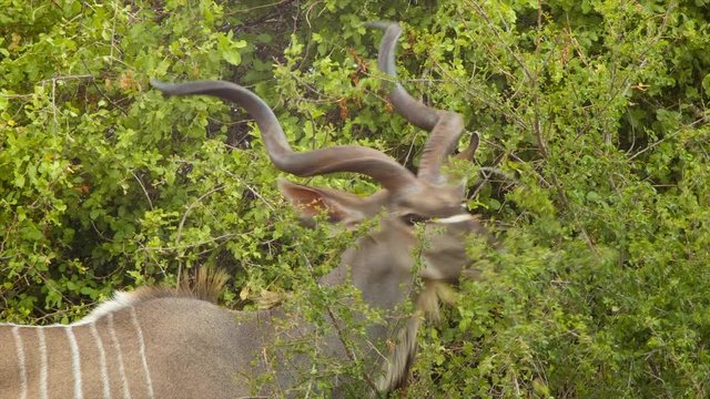 Kudu Male Close-up Eating Green Leaves in its Natural Habitat of Kruger National Park South Africa