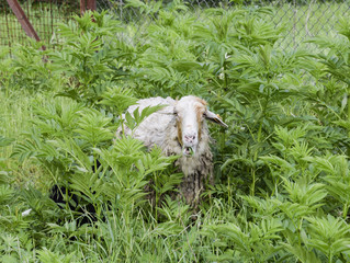 Sheep in a thicket of grass. Sheep chews grass