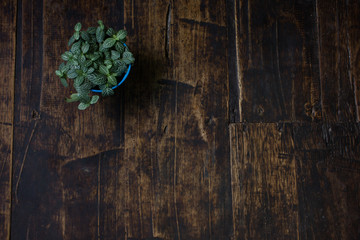 Potted plants placed on wooden planks old Brown.