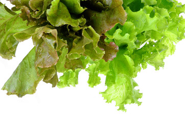 fresh green lettuce leaves isolated on white