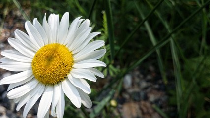 Closeup of camomile flower with green grass in background