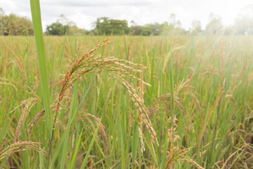Paddy field with sunrise in Buriram, Thailand