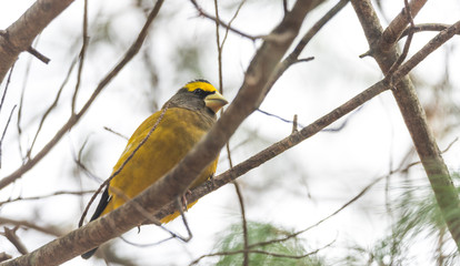 Fototapeta premium Yellow, black & white colored Evening Grosbeak (Coccothraustes vespertinus) sitting on a tree branch, observing his domain.
