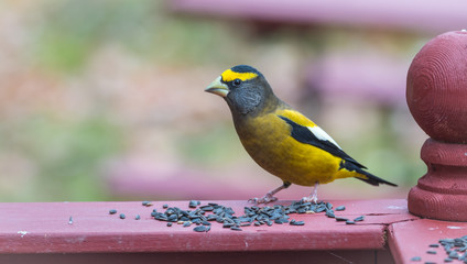 Yellow branded Evening Grosbeak (Coccothraustes vespertinus)  on a deck having seed lunch. Heavyset finch in northern coniferous forests, adds splash of color to winter bird feeders every few years.