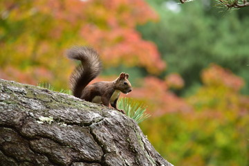 紅葉をバックにエゾリス