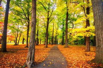 Beautiful colorful Autumn leaves in Rochester City of New York.,