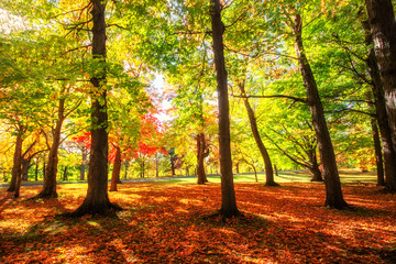 Beautiful colorful Autumn leaves in Rochester City of New York.,