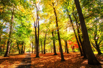 Fototapeta premium Beautiful colorful Autumn leaves in Rochester City of New York.,