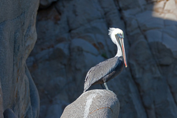 Sunlit Pelican on Pelikan Rock at Los Arcos in Cabo San Lucas Baja Mexico BCS