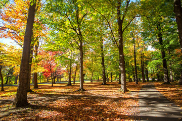 Naklejka premium Beautiful colorful Autumn leaves in Rochester City of New York.,