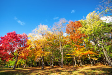 Naklejka premium Beautiful colorful Autumn leaves in Rochester City of New York.,
