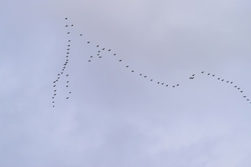 Wedge a geese flying to the south