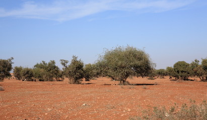 Fototapeta na wymiar Argan and goats in Morocco