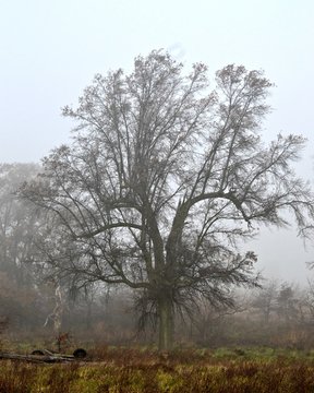 The Oak surrounded by fog