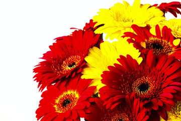 flower gerber