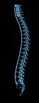 Blue X-ray Vertebral Spinal Column, Side View