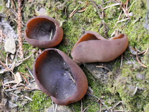 Cup fungi Peziza badia in a forest